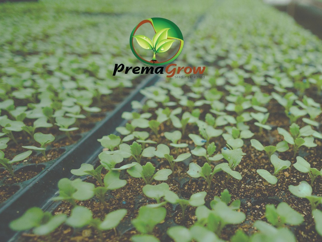 Green Seedlings at Premagrow