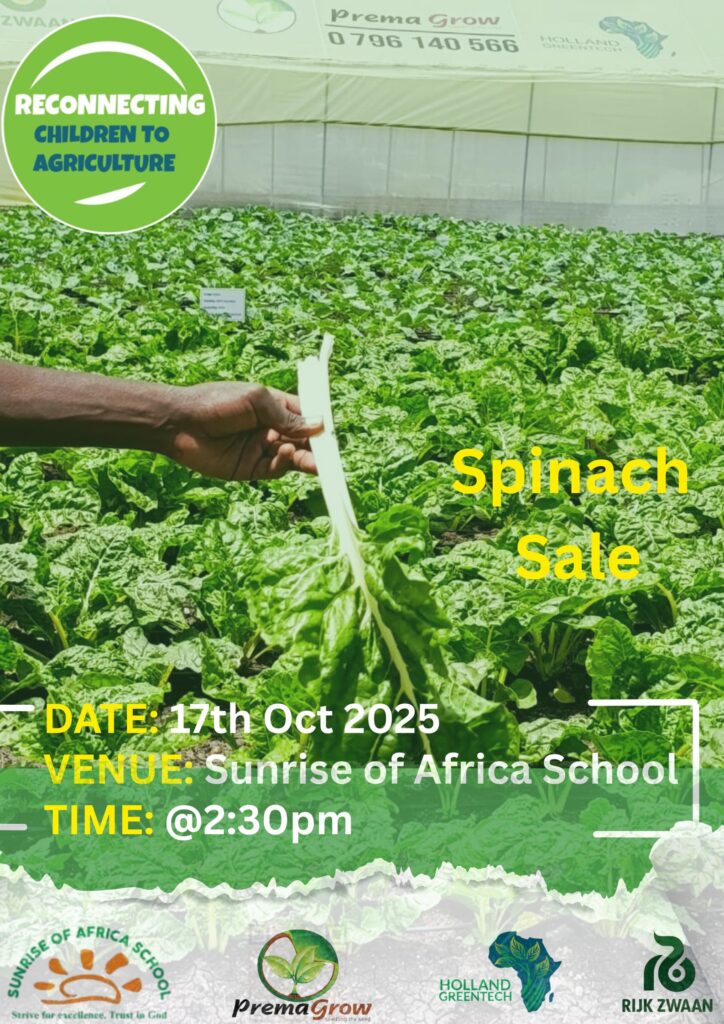 Spinach harvesting in Kitengela SFS via RCA Program